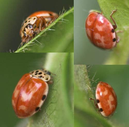 Harmonia quadripunctata