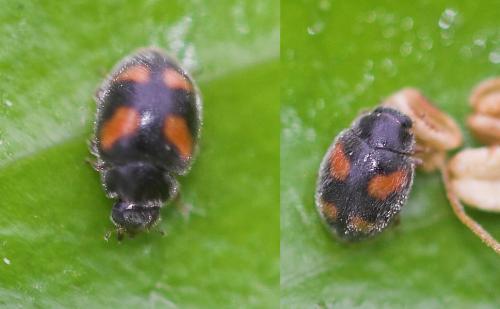 Nephus quadrimaculatus