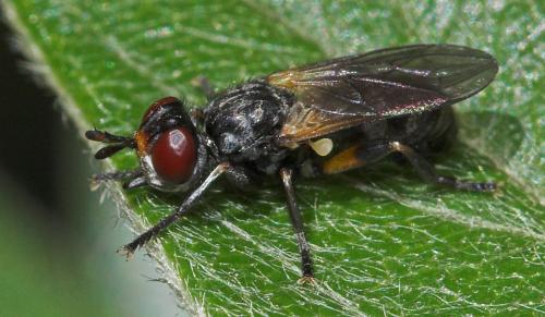 Thecophora cinerascens