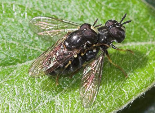 Réf. 19 538 : Paragus sp.