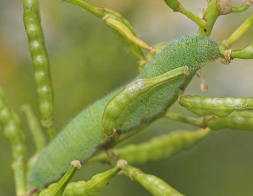 Pieris rapae