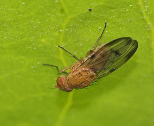 Minettia inusta