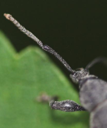 Otiorhynchus sp.