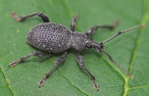 Otiorhynchus sp.