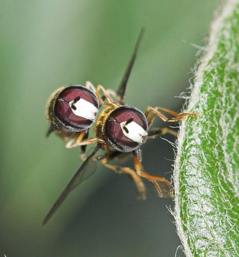 Paragus pecchiolii