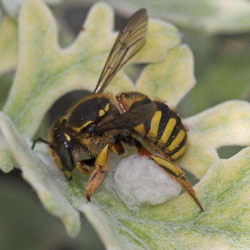 Réf. 19 840 : Anthidium manicatum