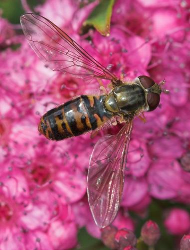 Réf. 19 844 : Episyrphus balteatus