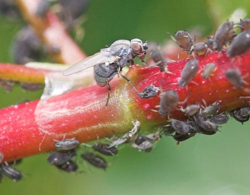 Leucopis sp.