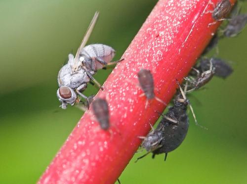 Leucopis sp.