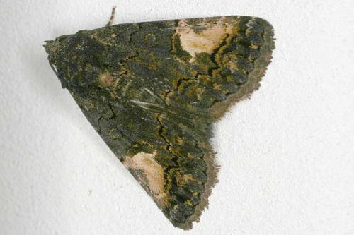 Aedia funesta