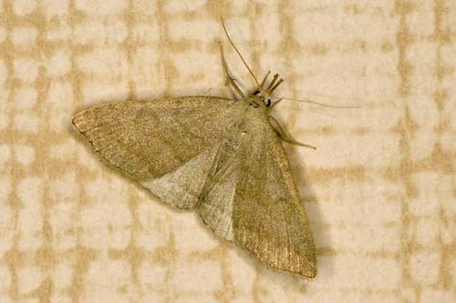 Pechipogo strigilata