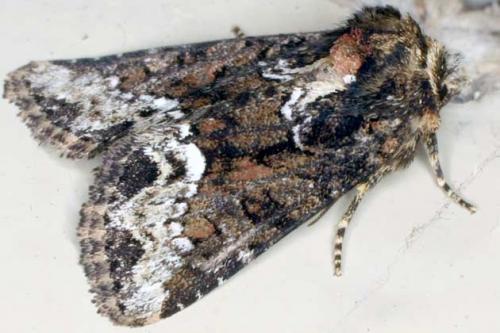 Oligia strigilis