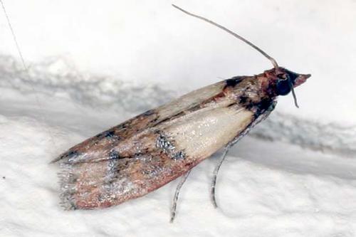 Réf. 19 178 : Plodia interpunctella
