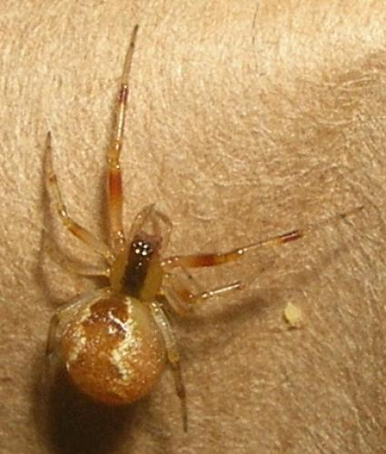 Anelosimus sp.