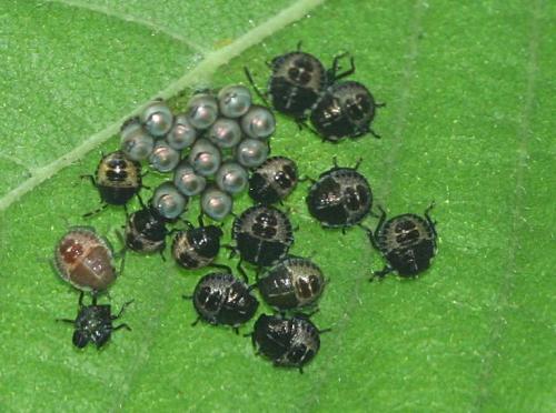 Rhaphigaster nebulosa