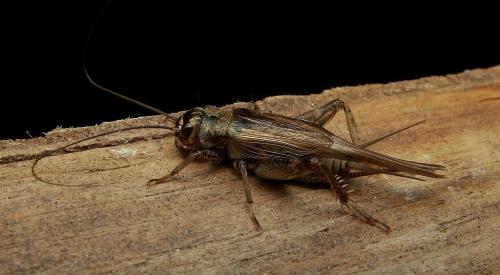 Réf. 19 450 : Eumodicogryllus bordigalensis bordigalensis