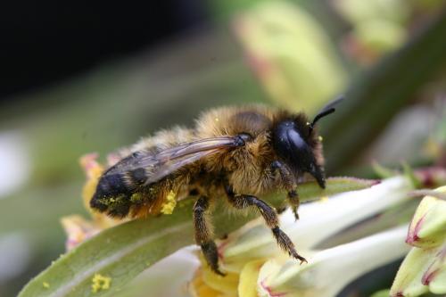 Réf. 19 456 : Megachile circumcincta