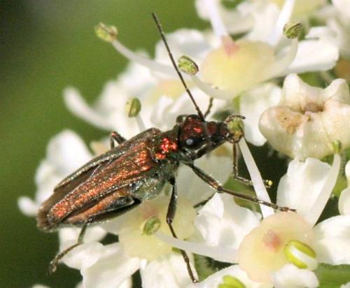Réf. 19 767 : Oedemera nobilis