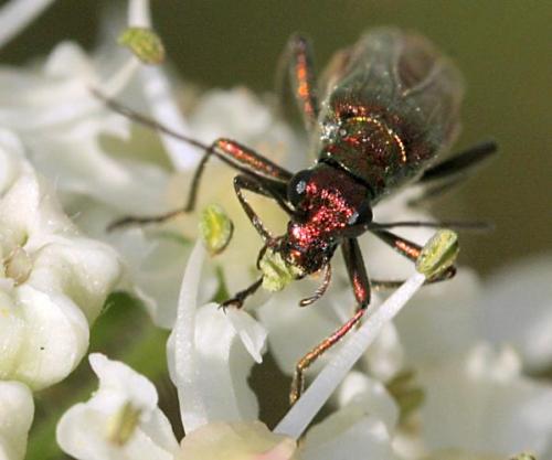 Oedemera nobilis