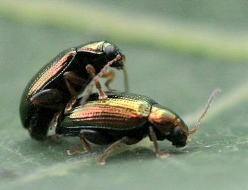 Réf. 19 734 : Crepidodera aurea
