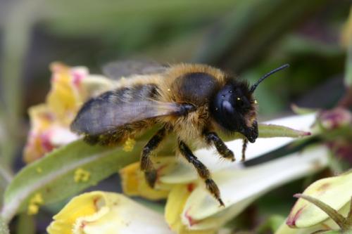 Megachile circumcincta