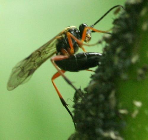 Diplazontinae