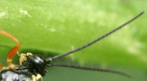 Diplazontinae