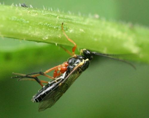Diplazontinae