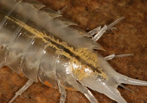 Titanethes albus