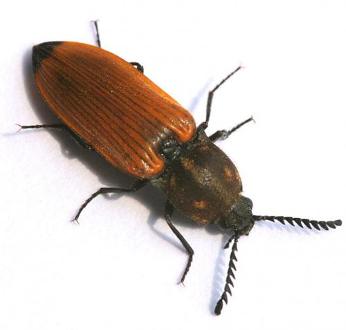 Anostirus castaneus