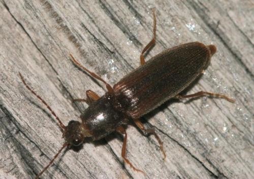 Réf. 19 340 : Athous haemorrhoidalis