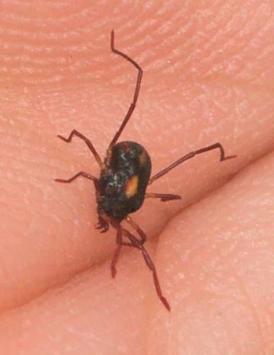 Réf. 19 638 : Erythraeus sp.