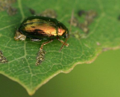 Réf. 19 735 : Crepidodera aurea