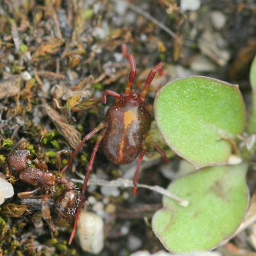 Réf. 19 730 : Erythraeus sp.