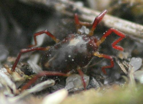 Réf. 19 731 : Erythraeus sp.