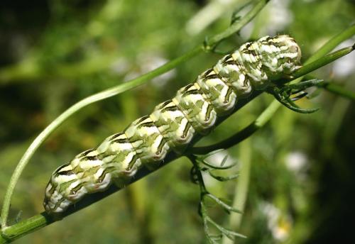 Cucullia chamomillae