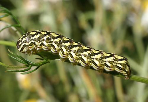 Cucullia chamomillae