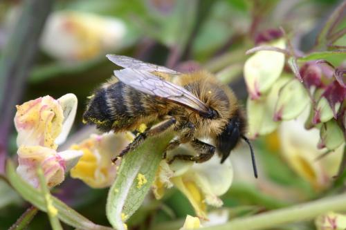 Réf. 19 458 : Megachile circumcincta