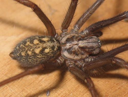 Eratigena sp.