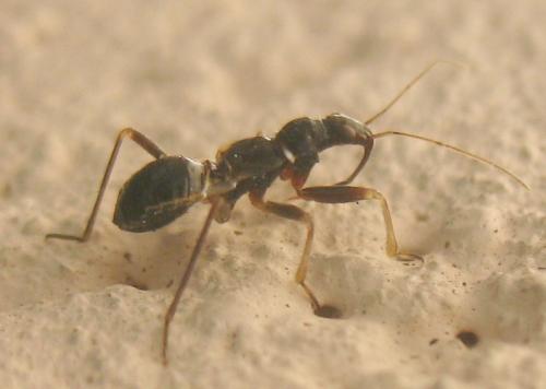 Réf. 19 802 : Himacerus mirmicoides