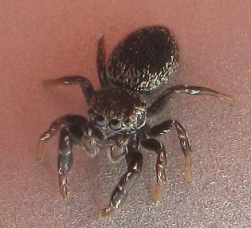 Réf. 19 832 : Sibianor aurocinctus