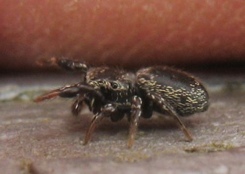Réf. 19 833 : Sibianor aurocinctus