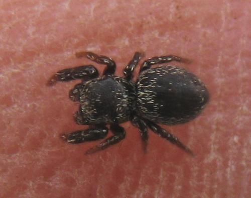 Réf. 19 834 : Sibianor aurocinctus