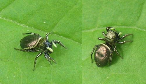 Réf. 19 908 : Heliophanus sp.