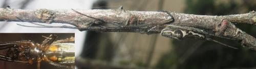 Tetragnatha nigrita