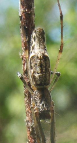 Tetragnatha nigrita