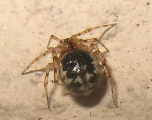 Sardinidion blackwalli