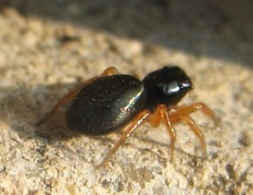 Réf. 19 742 : Chalcoscirtus sp.