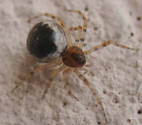 Sardinidion blackwalli