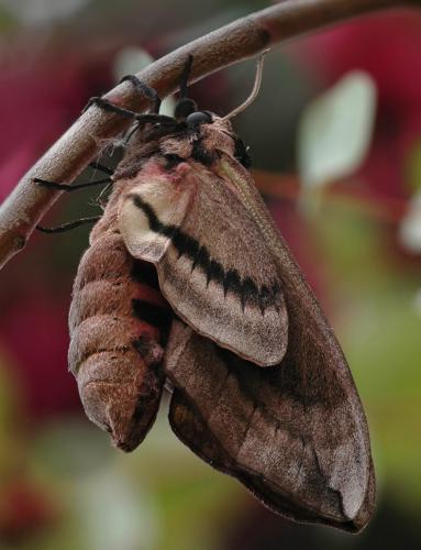 Réf. 19 318 : Sphinx ligustri